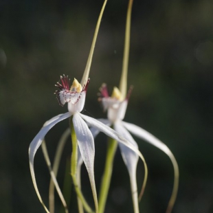 Caladenia longicauda